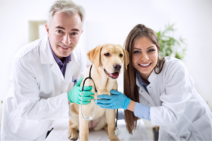 Two smiling veterinarians with a golden retriever between them.