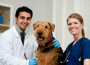 A veterinarian and an extern smiling with a large dog sitting between them.