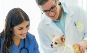 A veterinarian and an extern examining a chihuahua.