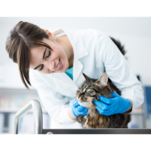 A woman veterinarian examining a cat.